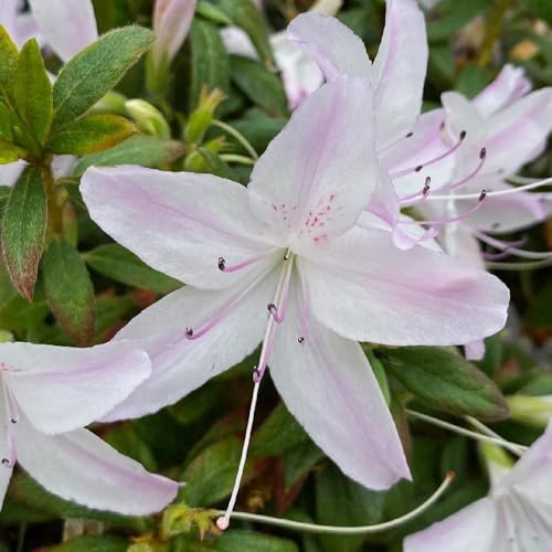 Semi di rododendro, semi di rari azalea, resistenti selvatici decorativi per il giardino estivi esotiche in vaso 20pcs
