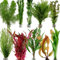 Live Aquarium Plants Bunched for Tropical Fish Tanks Coldwater Aquatic Assorted Plant Variety (25)