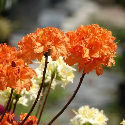 semillas resistentes de azalea de jardín rododendro Decoración sala estar, ornamental resistente, jardín, arbustos ación 130pcs