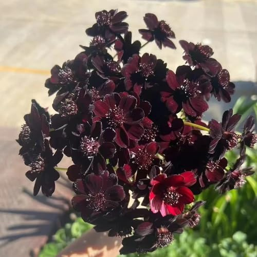 Cosmos giardino balcone decorazione primavera bonsái semi perenni Copertura perenne resistente semi giardino 10pcs