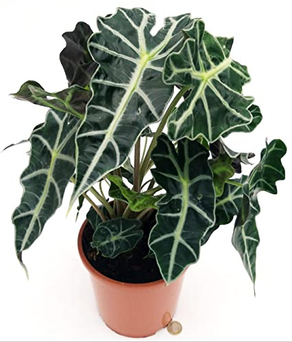 POWERS TO FLOWERS - ALOCASIA POLLY, VASO 18CM, pianta vera