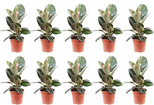 Juego de 10 árboles de goma – Ficus elastica 'Robusta' – Altura aprox. 50 cm, diámetro de la cacerola 17 cm