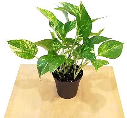 Potho Natural Planta Colgante de Interior con Hojas Verdes Perfecta para el Hogar