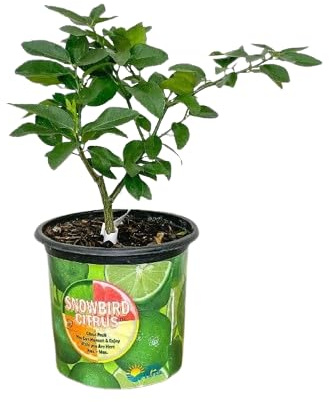 Árbol de Lima Natural Perfecto para tu Balcón: Frescura Cítrica en Espacios Pequeños