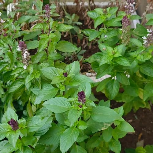 Semi di basilico, esotici semi di antiche varietà da giardino 180pcs