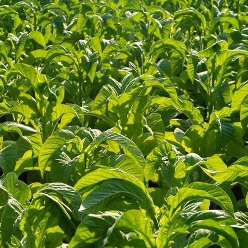 Semi di tabacco, Nicotiana tabacum, balcone aromatiche, semi di acquistare di tabacco selvatiche, da balcone semi di copertura del terreno resistenti 200pcs