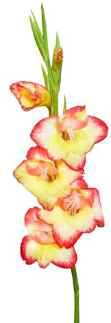 Bulbes de Glaïeuls 60 x 'Las Vegas' - The Bulb Farmers - Été - Cultivé aux Pays-Bas -Bulbes de Glaïeuls -Bulbes à fleurs