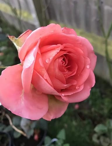 Special ANNIVERSARY-3Lt Potted- Pink Strong Fragrant Hybrid Tea Bush Rose Plant