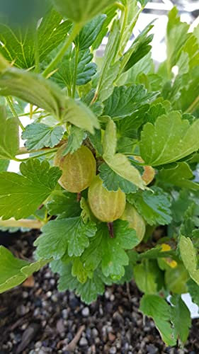 Ribes uva crispa 'Hinnonmaki White' / Groseillier à maquereau Blanc/Conteneur de 3 à 4 litres