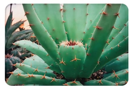 WZYWHJ Anti-Slip Doormat 16 x 24 in Floor mat Rugs Easy to Clean Suitable for Front Door, Living Room, Bathroom Agave Cactus Picture