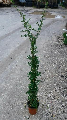 N. 10 PIANTE DI PIRACANTA BACCHE ROSSA altezza 90/100 cm siepe (foto reale)