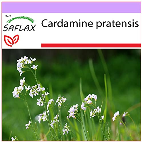SAFLAX - Heilpflanzen - Wiesenschaumkraut - 100 Samen - Cardamine pratensis
