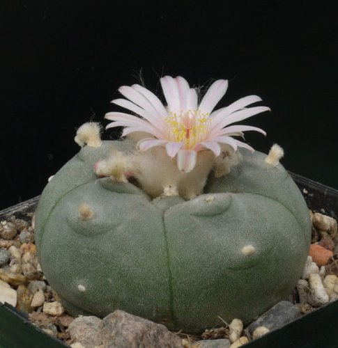 Lophophora Mix 50 Samen Frische Ernte, Peyote, Ariocarpus (Big-Pack)