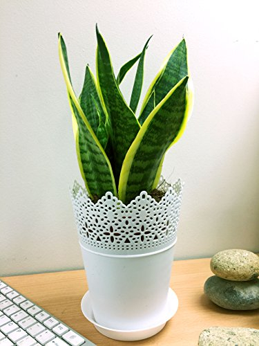Easy Plants® Plante de table en forme de langue et de serpent avec pot de fleurs et soucoupe pour belle-mère Blanc