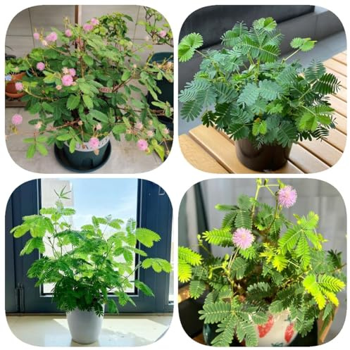 mimosen - mimose kaufen, kräutergarten indoor, deko wohnzimmer, frühlingsblumen mimosa, kräutergarten geschenk, bodendecker winterhart mehrjährig 300samen