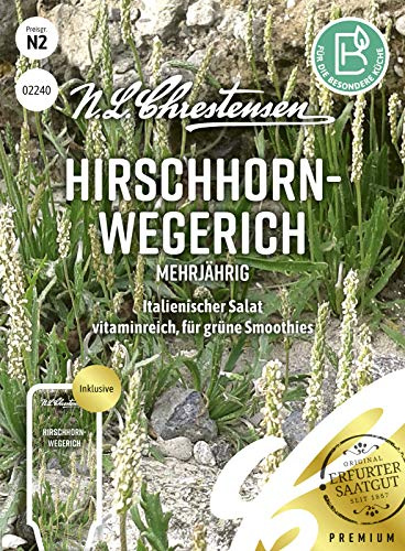 Hirschhornwegerich Mehrjährig Samen, Saatgut