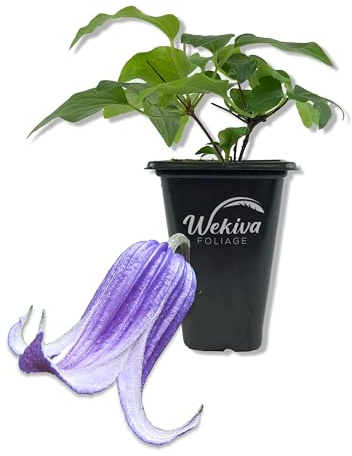 Clematis Roguchi - Live Starter Plant in a 2 Inch Growers Pot - Starter Plants Ready for The Garden - Rare Clematis for Collectors