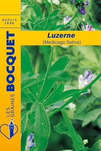 Alfalfa fröpåse (Medicago sativa) - 100 g - flerårig blomma - LES GRAINES BOCQUET