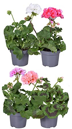 DECOALIVE Set de 4 Geranios de Exterior Ideales para Terraza y Jardín