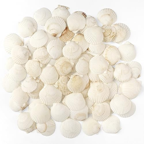 Jangostor 48 PCS Scallop Shells Natural Seashell, 1.5 to 2 White Scallop Shells Small Seashells for Crafts Wedding Decor Beach Theme Party, Fish Tank and Vase Filler