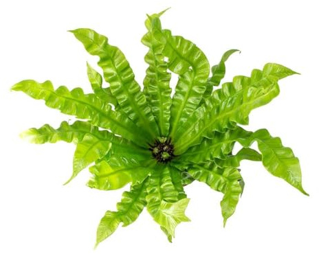 Helecho Tropical Asplenium Vivo Belleza Natural para tu Decoración