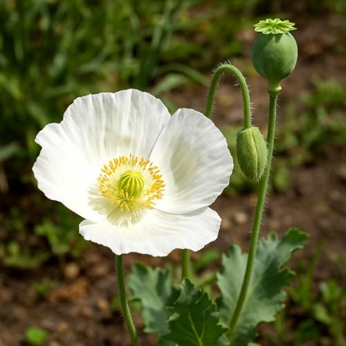 Weißer Mohn var. album - 1000 Samen
