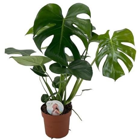 Planta Suiza del Queso Natural Monstera Deliciosa en su Máxima Belleza