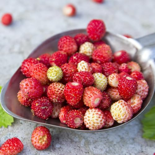 Semillas de fresa mensuale, semillas de balcón Fragaria vesca, fresas silvestres, huerta fresca comprar de fresa mensuales regalos 500pcs