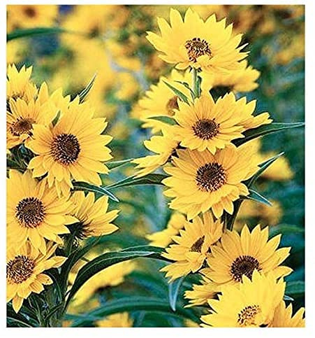 Maximilian Sunflower Seeds – 1,000+ Easy-to-Grow Giant Prairie Sunflowers – Pollinator-Friendly, Attracts Bees & Butterflies – Made in USA – Perfect for Native Gardens