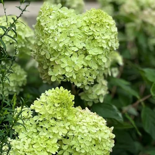 200 piezas semillas de hortensia panoja - del jardin balcon semillas de hortensia, jardín resistentes, casa jardín