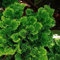 35 Semi di Hinoki Cipresso (Chamaecyparis obtusa)