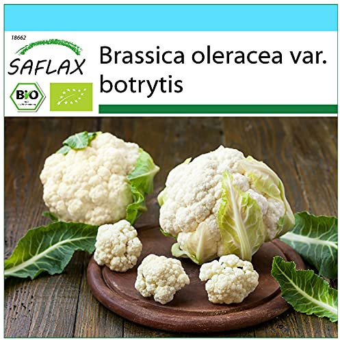 SAFLAX - Kit cadeau - BIO - Chou-fleur - Boule de neige - 70 graines - Avec boîte cadeau/d’expédition, autocollant d’expédition, carte cadeau et substrat de culture - Brassica oleracea