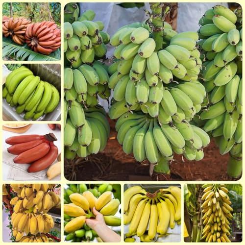 semi di banana, fresca da frutto di banano resistente, semi da balcone 60pcs