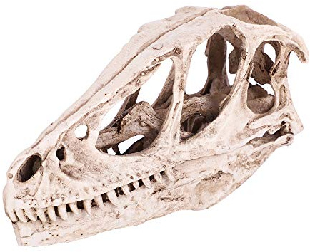 Niunion Dinosaurier Schädel Modell, Harz Hoch emuliert Dinosaurier Schädel Modell Simuliertes Tierskelett Home Office Dekor Handwerk Lehre Prop