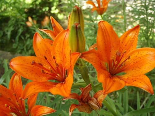 CSL sunrise Asiatische Lilie  Orange Summer  5x Zwiebeln, Lilium bis 100 cm, winterharte und mehrjährig Lilienzwiebeln, Blumenzwiebeln, bienenfreundlich