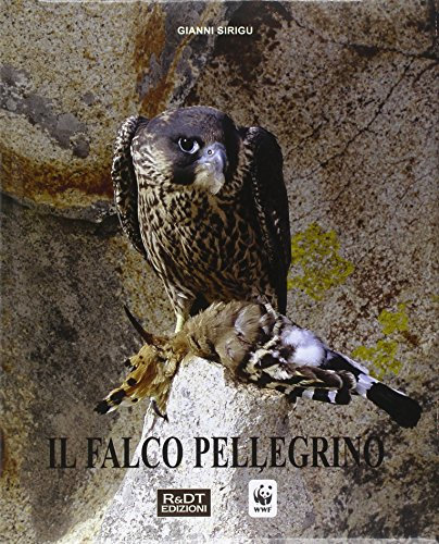 Il falco pellegrino