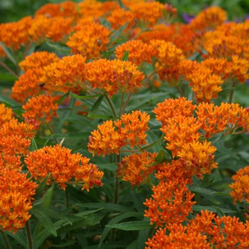 6 x Knollige Seidenpflanze - Asclepias Tuberosa Topf 9x9cm: Leuchtend orange Blüten, zieht Schmetterlinge an. Verträgt trockene Böden.