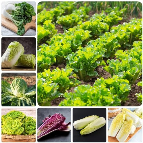 semillas de Pak Choi, verdes Semillas de col china orgánicas, jardín del balcón semillas de invierno 300pcs