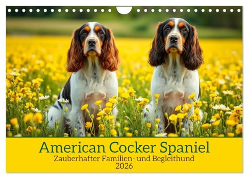 American Cocker Spaniel (Wandkalender 2026 DIN A4 quer), CALVENDO Monatskalender: Zauberhafter Familien-und Begleithund (CALVENDO Tiere)