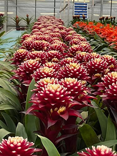 POWERS TO FLOWERS - GUZMANIA CONIFERA BLACK, BROMELIA, VASO 13CM DIAMETRO, pianta vera