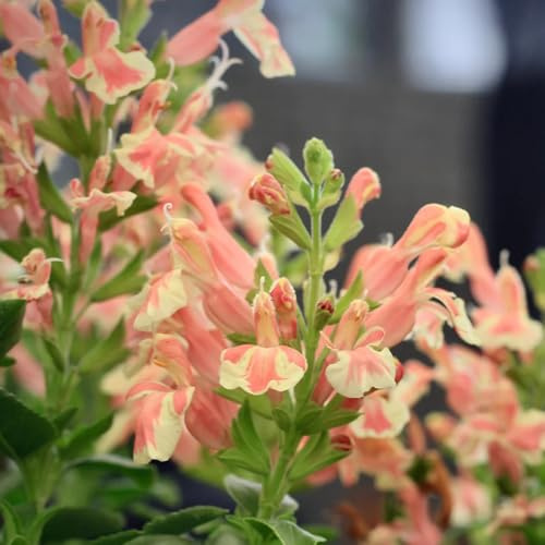 Semillas de salvia, semillas Salvia greggii, variedades antiguas aptas para las abejas resistentes al aire libre jardín 200pcs