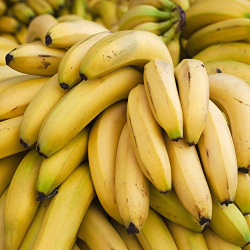 bananensamen bananenbaum obstbäume bonsai spalierobst bananen bonsai balkonpflanzen säulenobst winterharte balkon obstsamen baumsamen gartendeko für draußen obstbaum 25samen