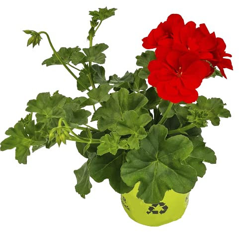 Geranio Enredadera Natural Planta Ideal para Crear un Ambiente de Relajación y Armonía