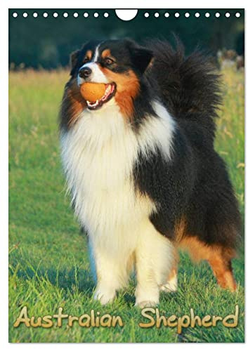 Australian Shepherd (Wandkalender 2026 DIN A4 hoch), CALVENDO Monatskalender