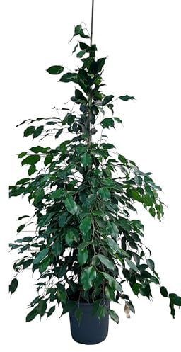 Planta natural Ficus Danielle, Ficus Daniel, 140-150 cm. Planta de interior de hojas verdes brillantes, compacta y fácil de cuidar. Segura Garden.