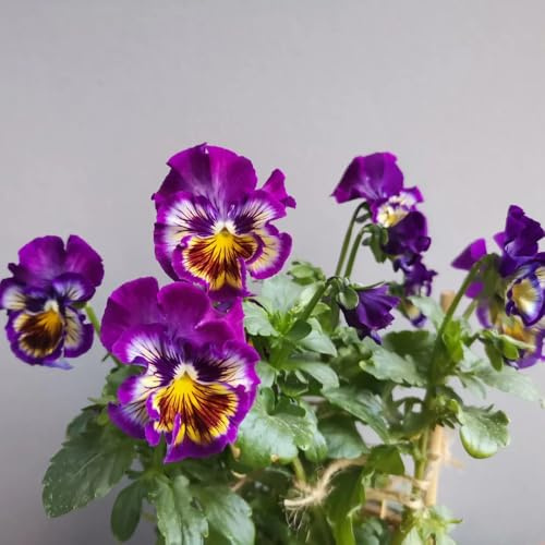 Semillas de pensamiento, orgánicas semillas de Viola tricolor, raras semillas de silvestres de jardín 180pcs