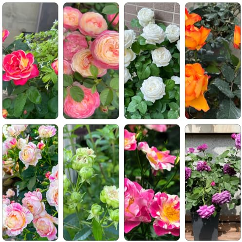 rosal balcón de en maceta rosales trepadores pradera de silvestres semillas paras colgantes balcón cortadas Decoraciones jardines exteriores, 225semillas