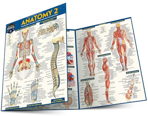 Anatomy 2 - Reference Guide (8.5 x 11): a QuickStudy Laminated Reference Guide (Quick Study Academic)