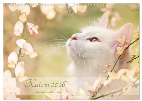 Katzen 2026 Bezaubernde Samtpfoten (Wandkalender 2026 DIN A3 quer), CALVENDO Monatskalender: Wunderschöne Katzenportraits, die jeden Raum erstrahlen lassen. (CALVENDO Tiere)