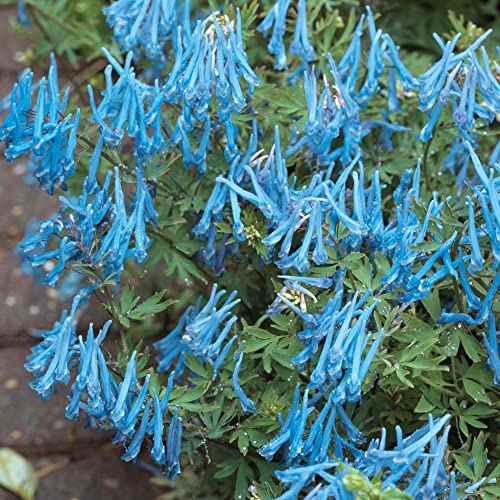 Corydalis Porcelain Blue | Plantes vivaces prêtes pour le jardin extérieur en pot